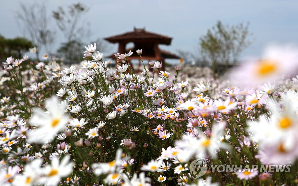 韓國十月秋菊肆意綻放 形成“百裡花路”【組圖】