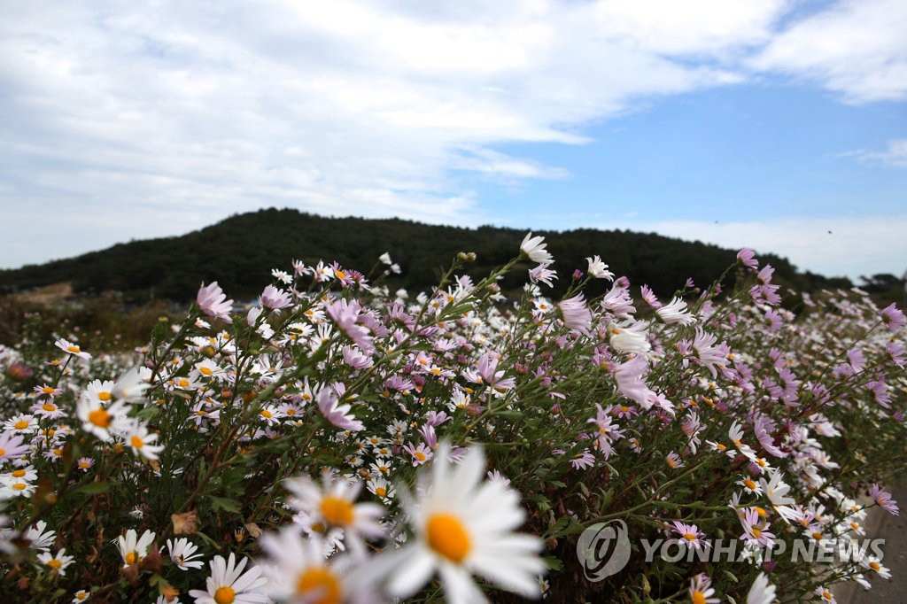 韓國十月秋菊肆意綻放 形成“百裡花路”【組圖】【3】