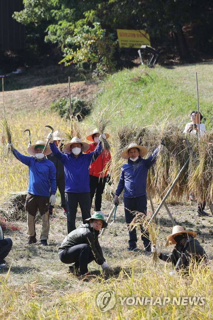 韓國：市民走進農田體驗割稻 感受“粒粒皆辛苦”【2】