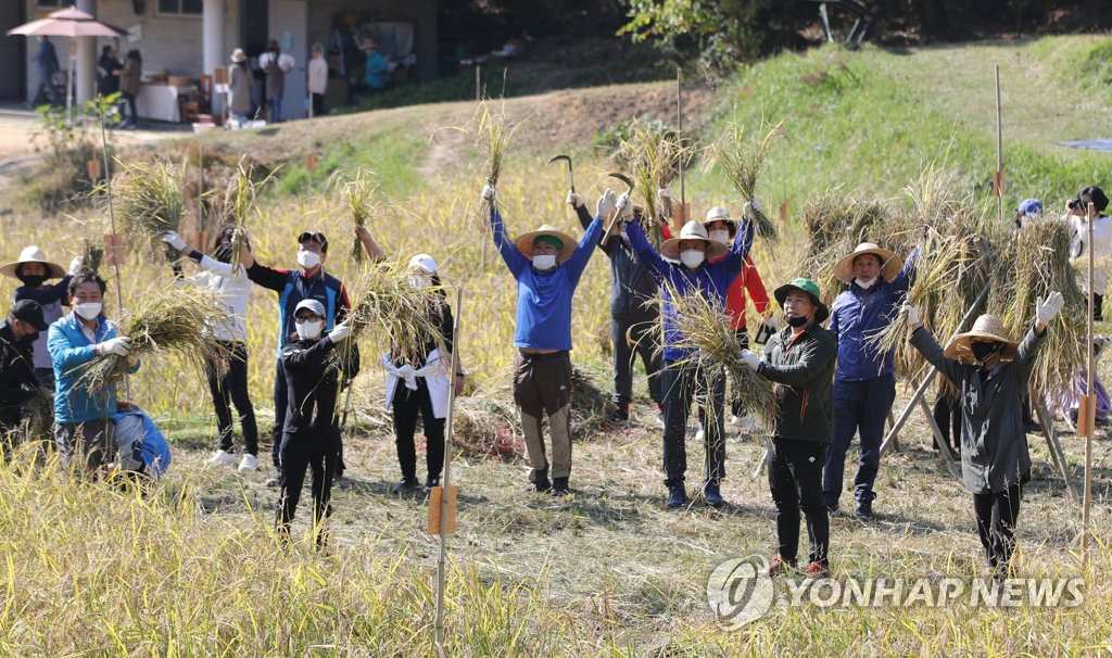 韓國：市民走進農田體驗割稻 感受“粒粒皆辛苦”