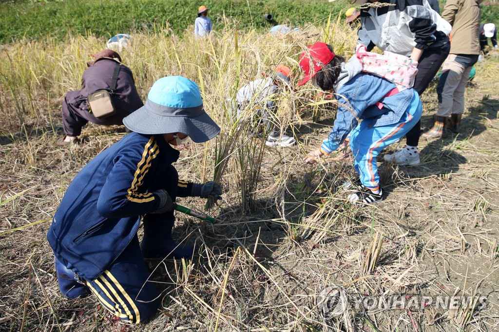 韓國：市民走進農田體驗割稻 感受“粒粒皆辛苦”【3】