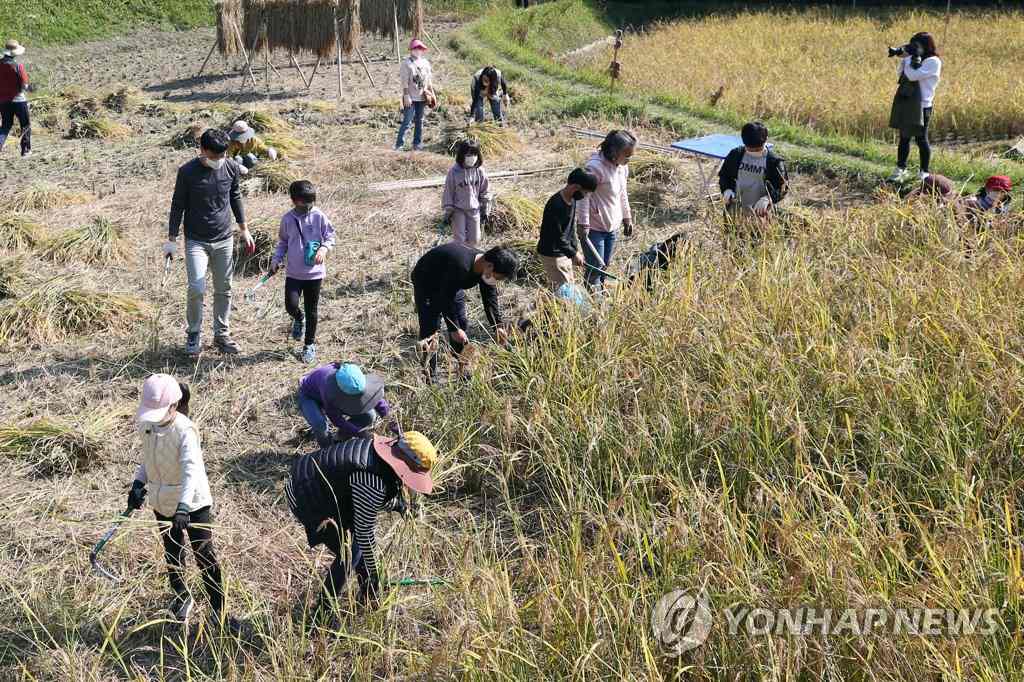 韓國：市民走進農田體驗割稻 感受“粒粒皆辛苦”【4】