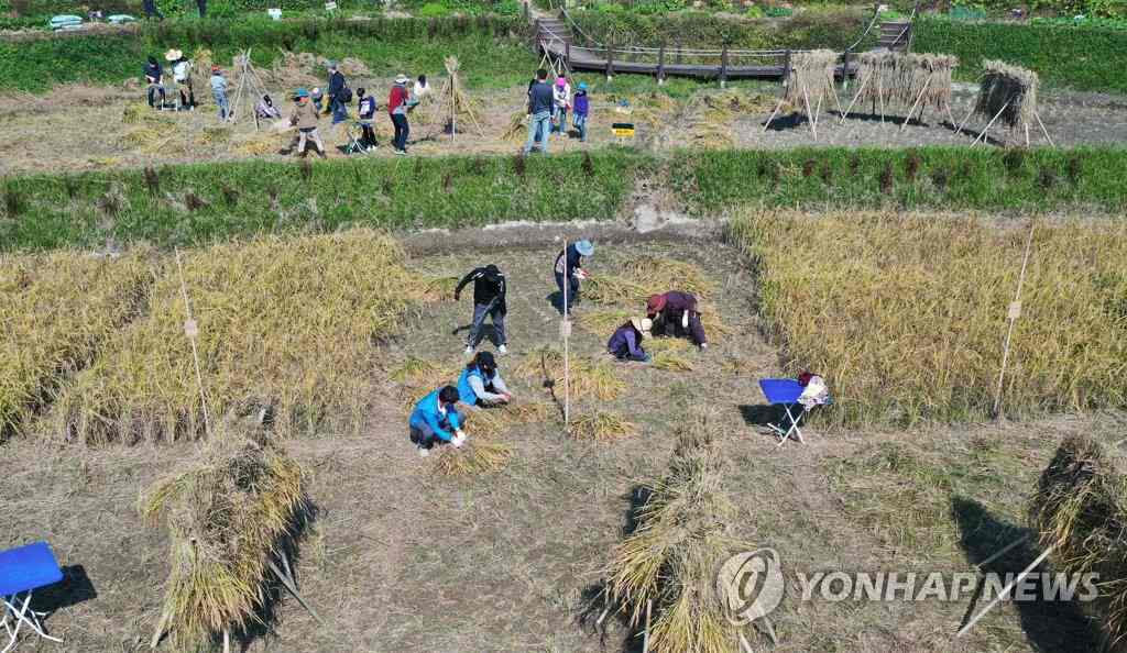 韓國：市民走進農田體驗割稻 感受“粒粒皆辛苦”【7】
