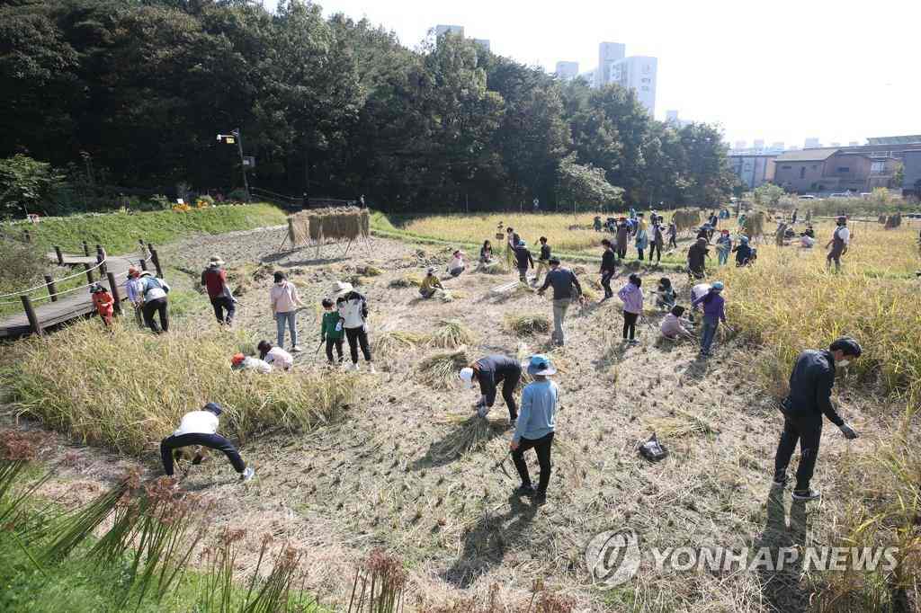 韓國：市民走進農田體驗割稻 感受“粒粒皆辛苦”【5】