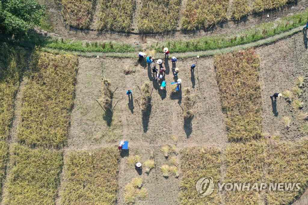 韓國：市民走進農田體驗割稻 感受“粒粒皆辛苦”【6】
