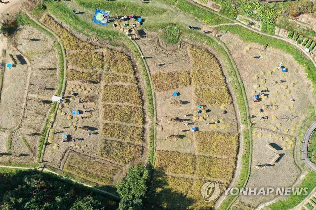 韓國：市民走進農田體驗割稻 感受“粒粒皆辛苦”【8】