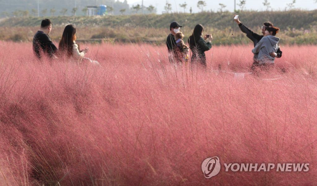 19日下午，在韓國忠南公州市，游客置身粉紅芒草叢中，感受秋季的浪漫。