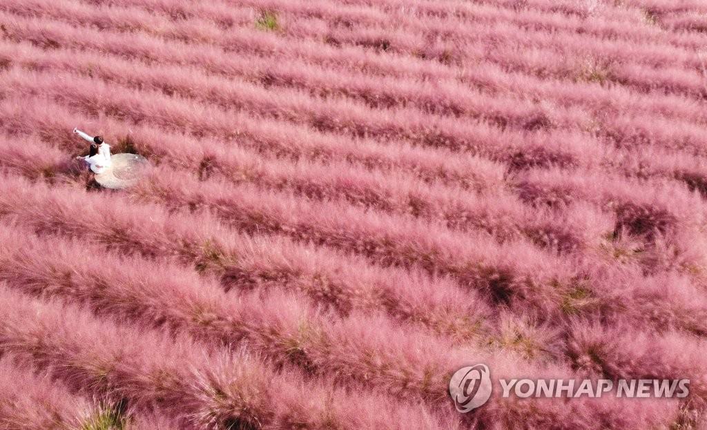 19日下午，在韓國忠南公州市，游客置身粉紅芒草叢中，感受秋季的浪漫。