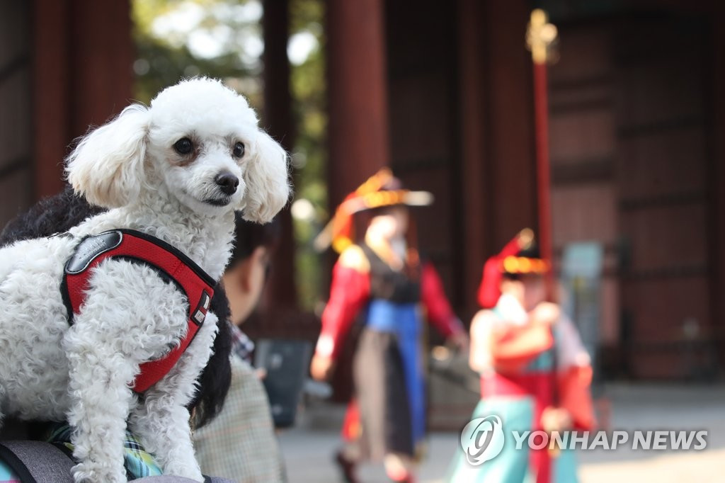 10月20日，德壽宮“王宮守門將換崗儀式”重新啟動，一名市民攜寵物一起前來觀看。