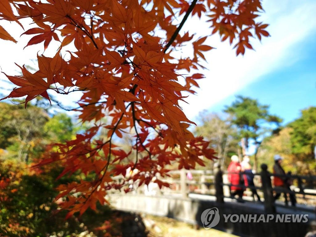 25日，游客們來到雪岳山國立公園，在小公園享受觀賞楓葉的樂趣。