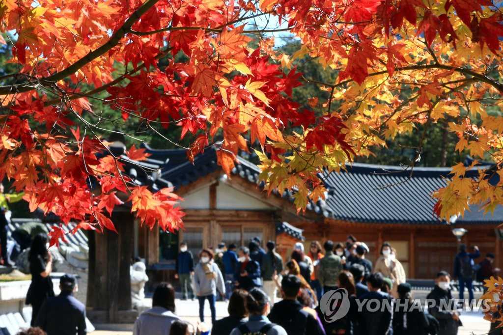 25日，前來觀賞楓葉的游客紛至沓來，雪岳山新興寺周圍人山人海。
