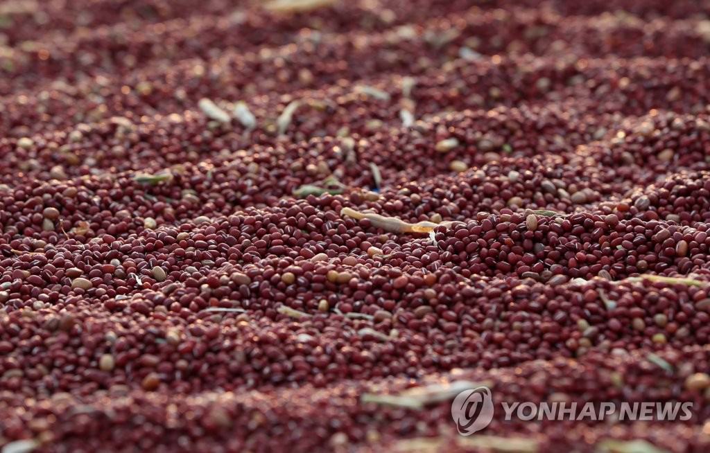10月27日，在江原道農業技術院附近空地上，晾晒的紅豆粒在陽光下閃閃發光。