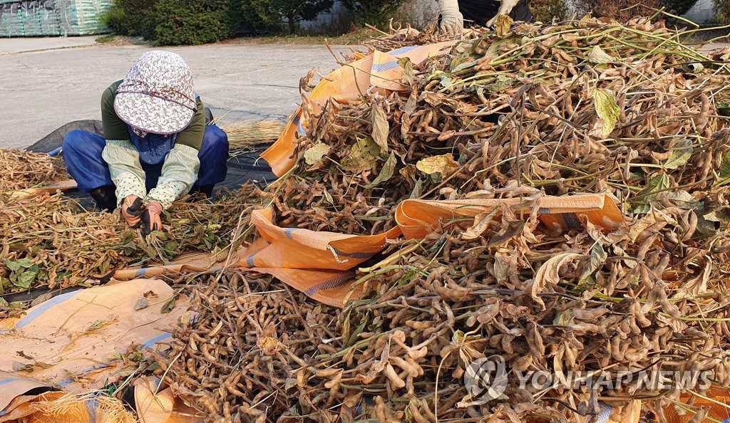 10月27日，在江原道農業技術院附近的空地上，人們正在晾晒收獲的大豆。