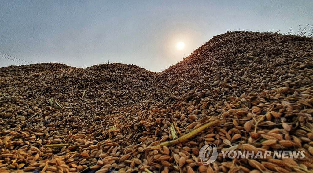 10月27日，江原道農業技術院附近的空地上堆滿了稻粒。