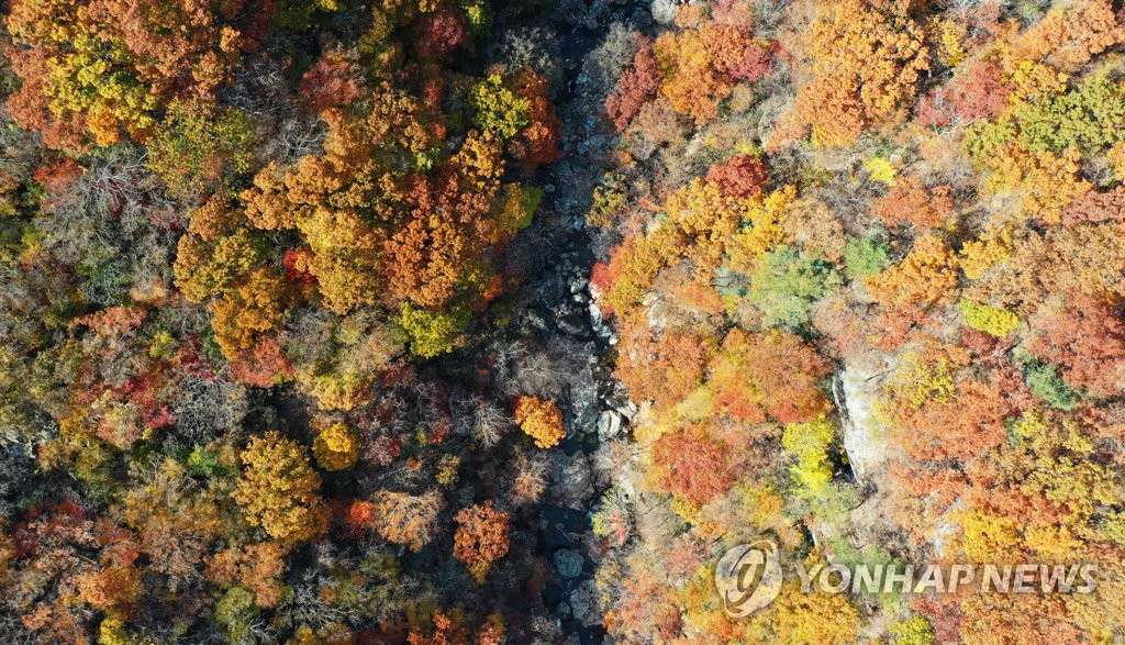 韓國智異山稗牙谷深秋景色斑斕惹人醉【組圖】【2】