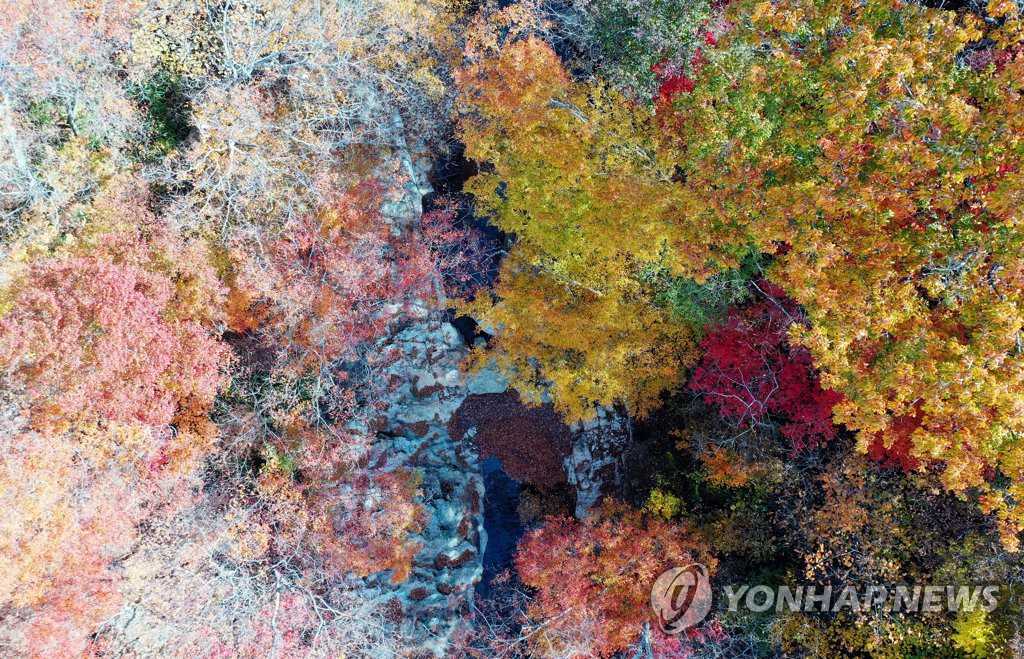 韓國智異山稗牙谷深秋景色斑斕惹人醉【組圖】【3】