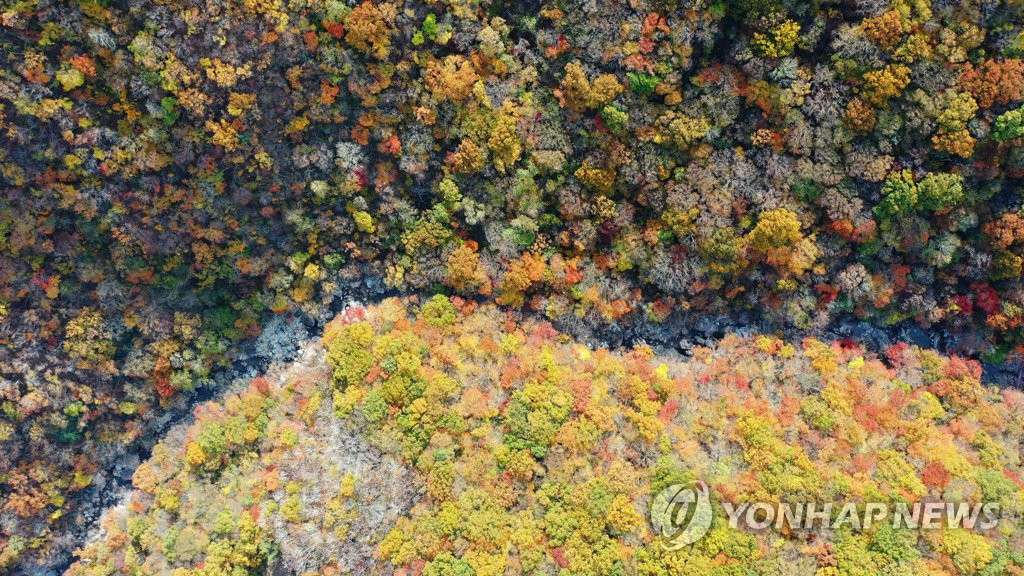 韓國智異山稗牙谷深秋景色斑斕惹人醉【組圖】【6】