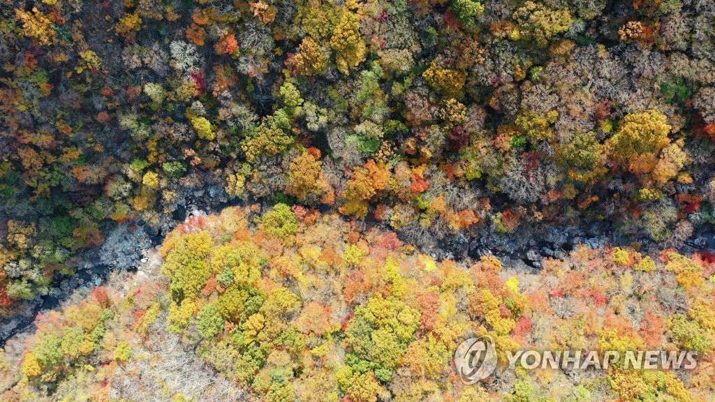 韓國智異山稗牙谷深秋景色斑斕惹人醉【組圖】【4】