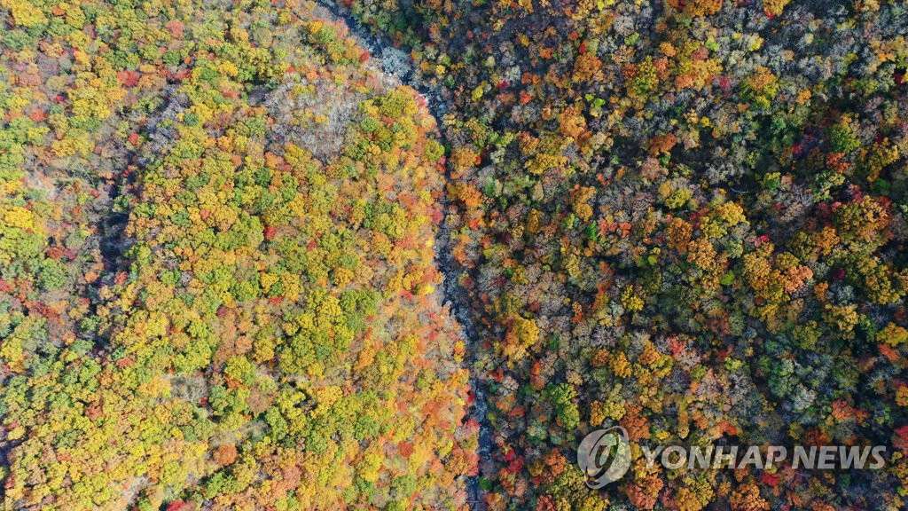 韓國智異山稗牙谷深秋景色斑斕惹人醉【組圖】【10】