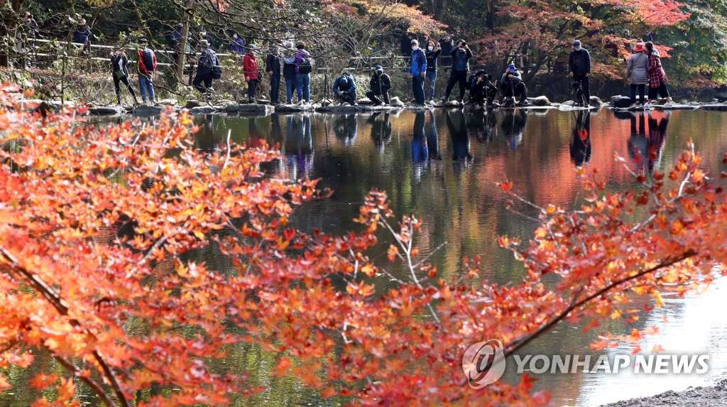 11月2日下午，在全南長城郡內藏山國立白羊寺公園雙溪樓前，吸引了大批前來拍攝楓葉的人。