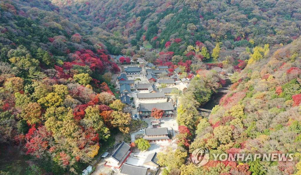11月2日下午，韓國全南長城郡內藏山國立白羊寺公園一帶的楓葉被染紅。白羊寺的楓葉如同小孩的手一樣小巧漂亮，被稱為“袖珍楓葉”。