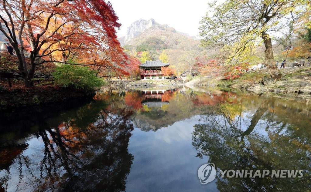 11月2日下午，韓國全南長城郡內藏山國立白羊寺公園雙溪樓前的楓樹林美如畫。