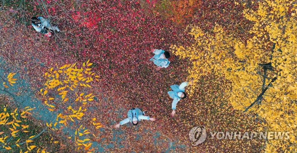 11月2日下午，韓國慶北地區嶺南大學的學生們正在校園裡享受濃濃的秋韻。