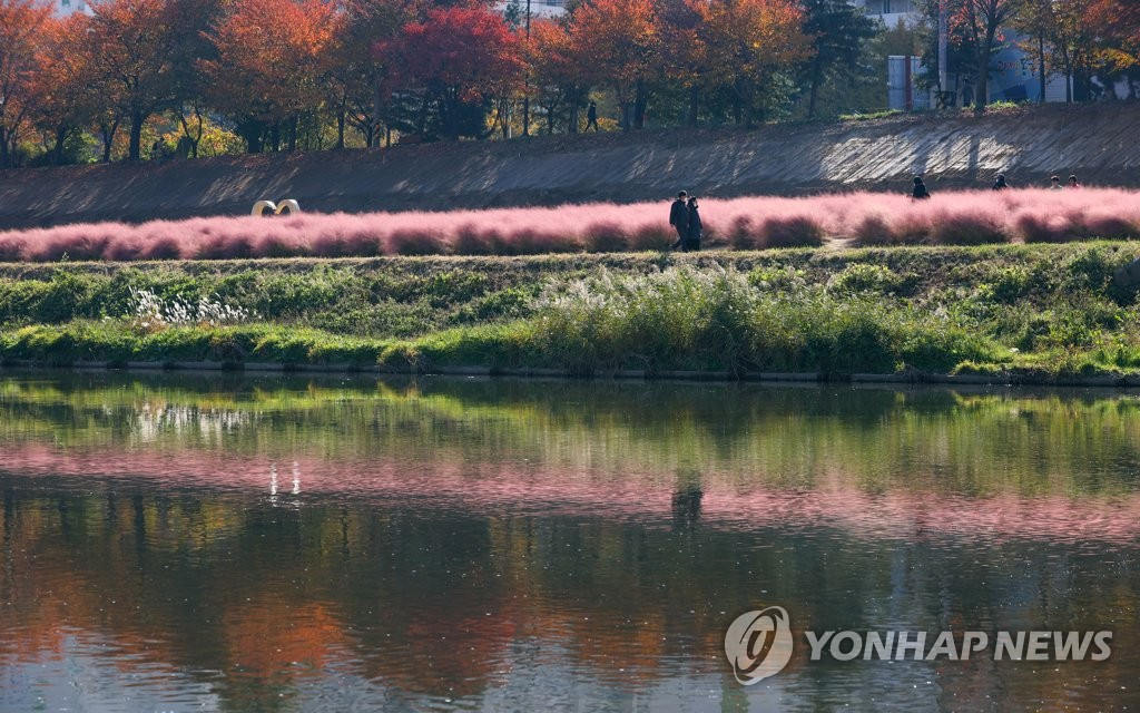 11日下午，首爾衿川區安養川天氣晴朗，粉色芒草在秋風中招搖，少女心滿滿。