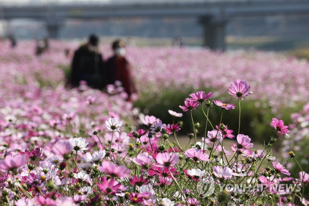 11日下午，首爾衿川區安養川邊的波斯菊在秋風中款款綻放“亂花漸欲迷人眼”，吸引游客駐足欣賞。