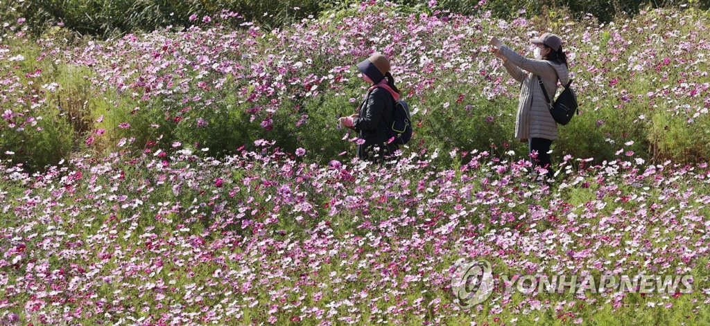11日下午風和日麗，市民們在首爾衿川區安養川的花叢中散步，享受生活帶來的的愜意。