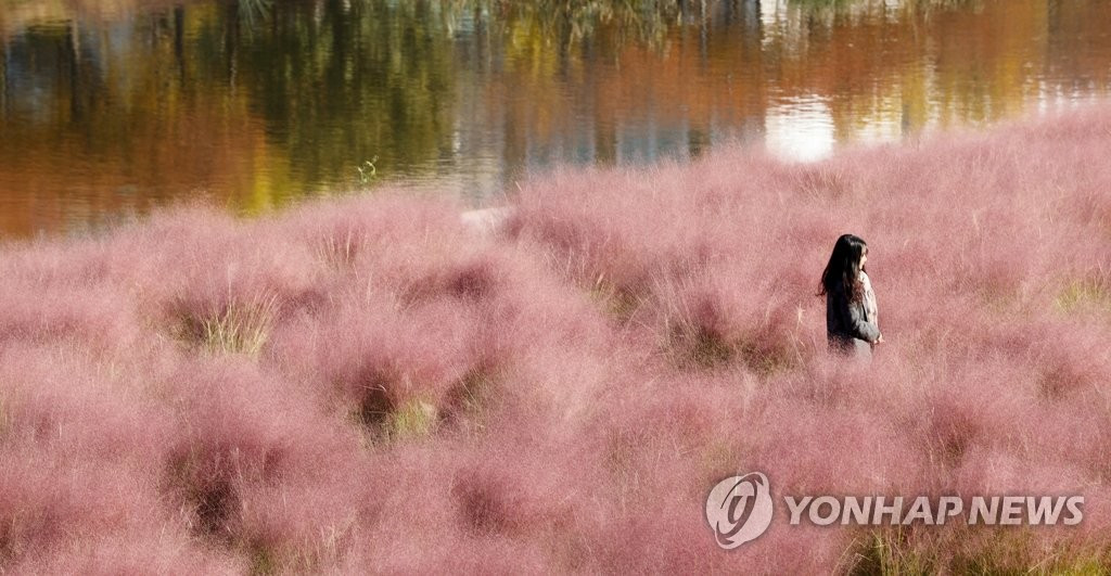 11日下午，首爾衿川區安養川天氣晴朗，粉色芒草在秋風中招搖，少女心滿滿。