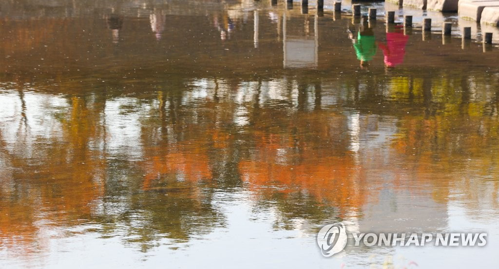 11日，首爾衿川區安養川畔，火紅的楓葉倒映水中，如詩如畫，如醉如痴。
