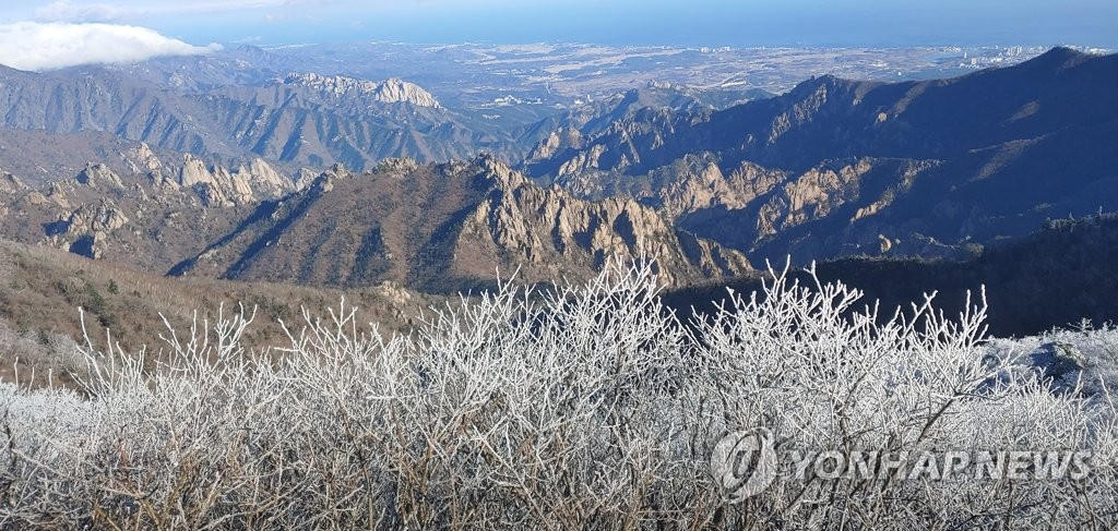 20日，韓國雪岳山現絕美霧凇，“樹樹凇花雲疊”宛若置身冰雪世界。