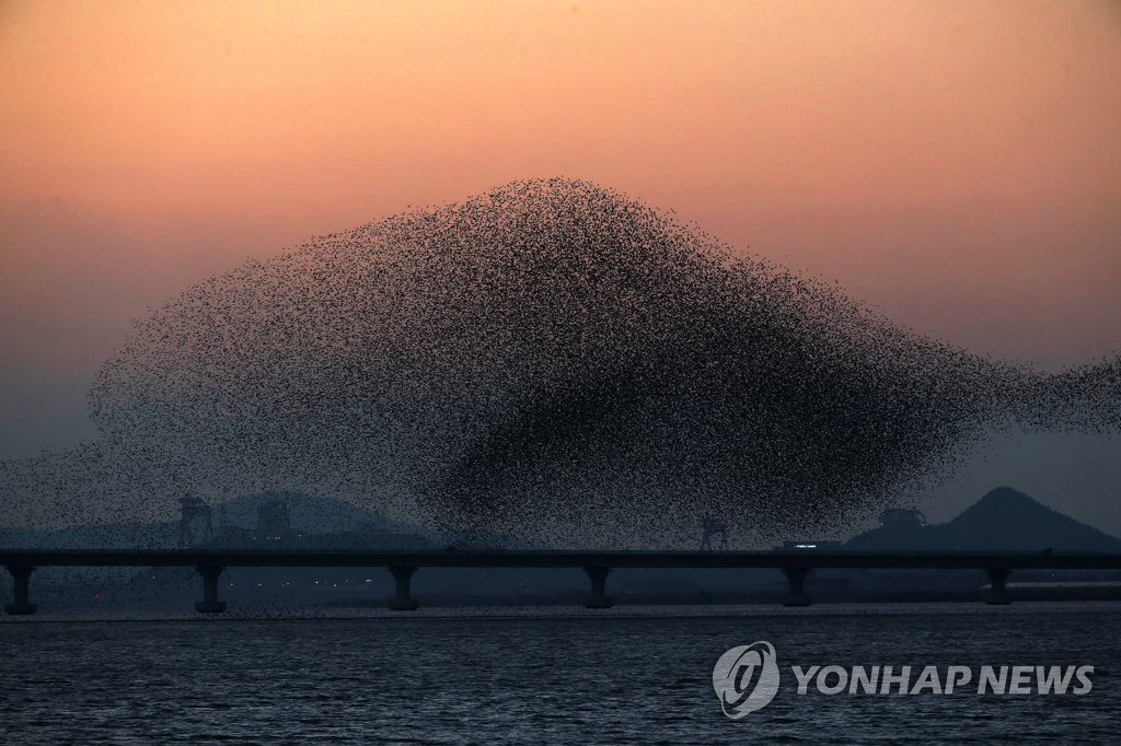 韓國：全南靈岩湖上空花臉鴨成群起舞【組圖】