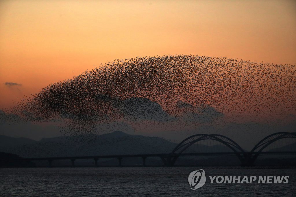 韓國：全南靈岩湖上空花臉鴨成群起舞【組圖】【3】
