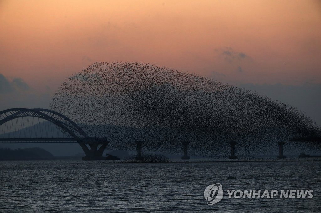 韓國：全南靈岩湖上空花臉鴨成群起舞【組圖】【2】