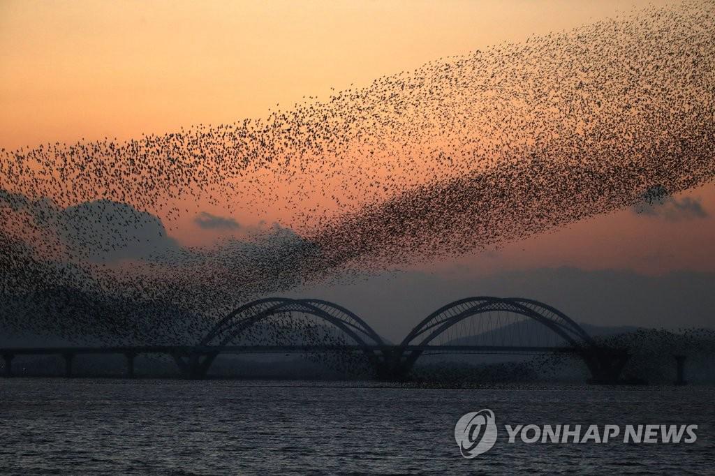 韓國：全南靈岩湖上空花臉鴨成群起舞【組圖】【4】