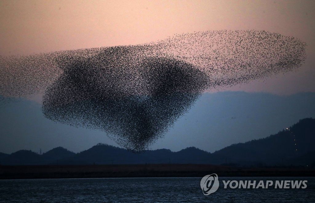 韓國：全南靈岩湖上空花臉鴨成群起舞【組圖】【5】