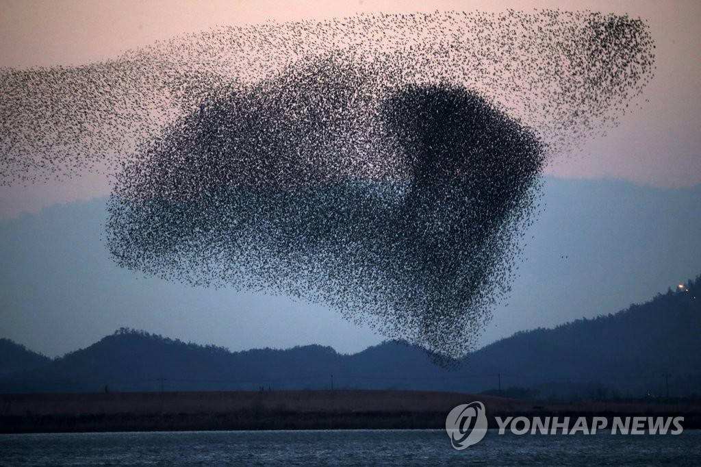 韓國：全南靈岩湖上空花臉鴨成群起舞【組圖】【6】