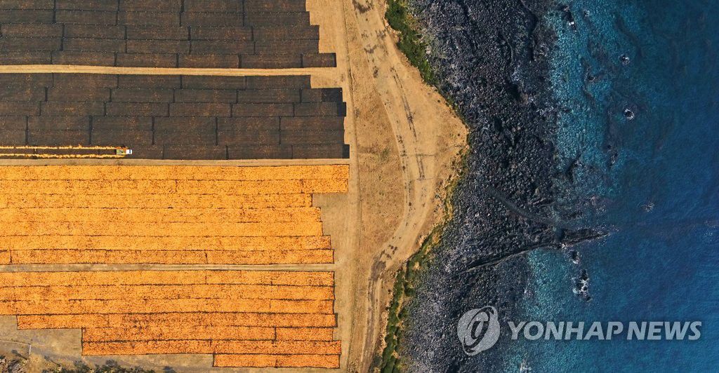 韓國濟州冬季限定風景：海邊牧場晒橘皮【組圖】