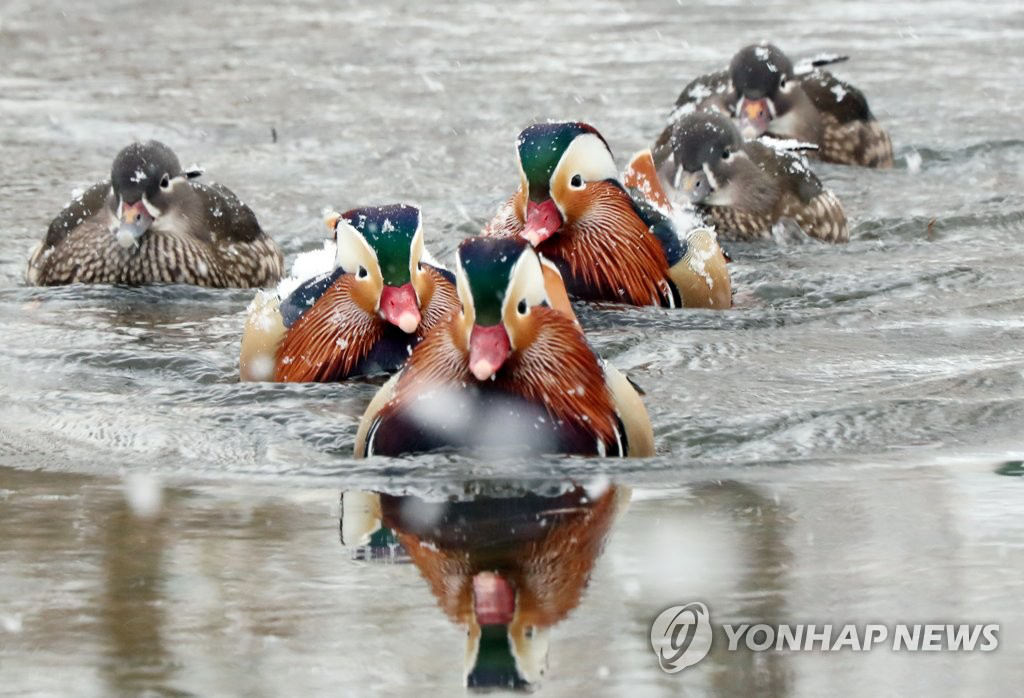 12月30日下午，光州北區全南大學校園內的荷花池中，鴛鴦冒雪戲水。