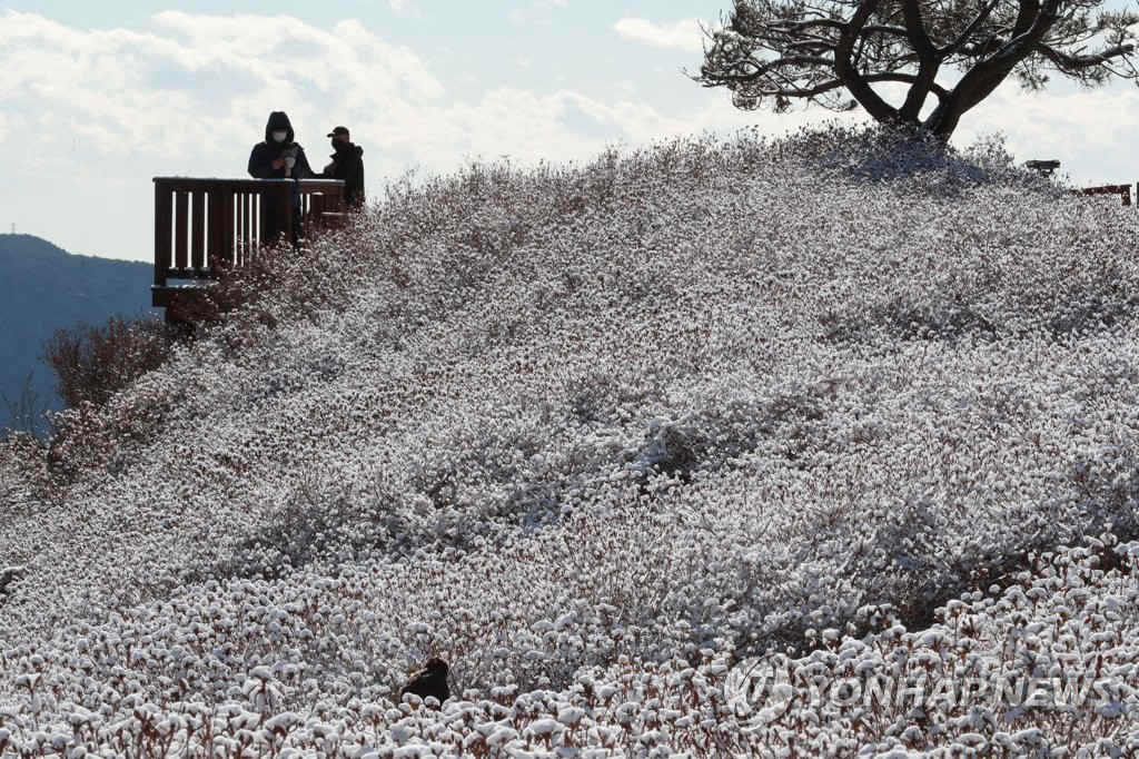 12月30日，釜山白楊山山頂周圍出現積雪，場面蔚為壯觀。