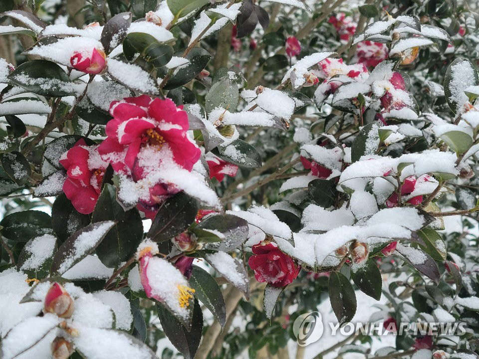 12月30日，在新安郡押海邑天使島盆栽公園，宛如棉花糖一般鬆軟的白色雪花落在紅彤彤的山茶花上。