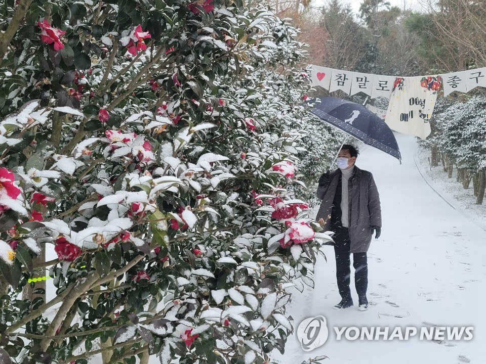 12月30日，新安郡押海邑天使島盆栽公園裡白雪皚皚，一名市民正在觀賞美景。