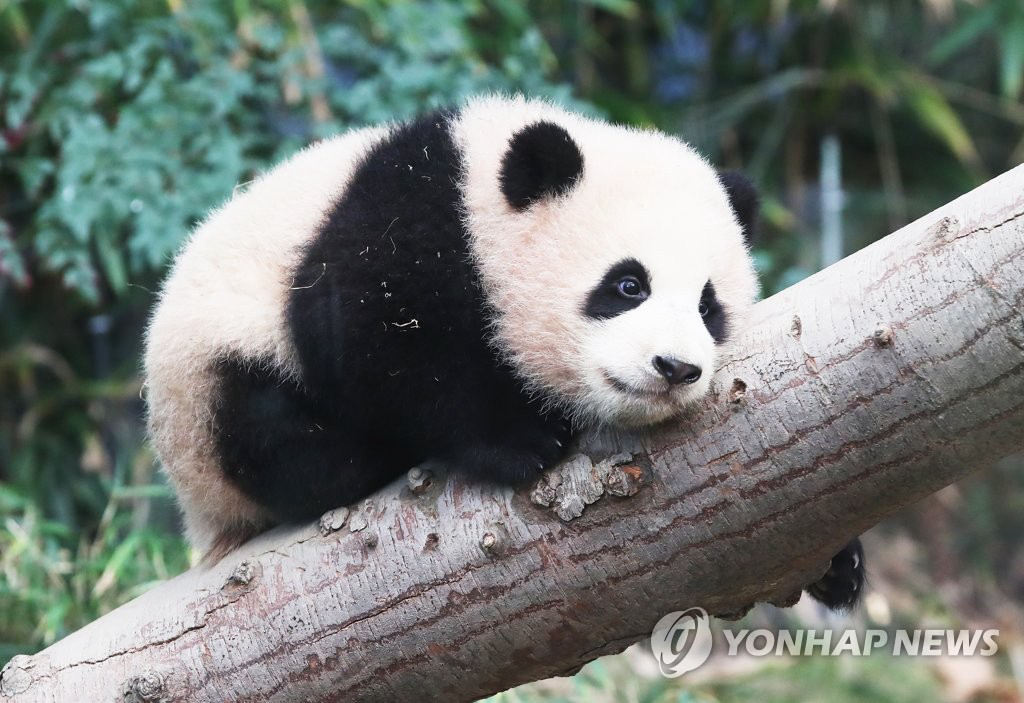 大熊貓“福寶”正在爬樹。