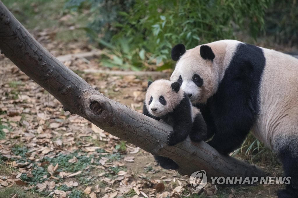 大熊貓媽媽“愛寶”正在教“福寶”爬樹。
