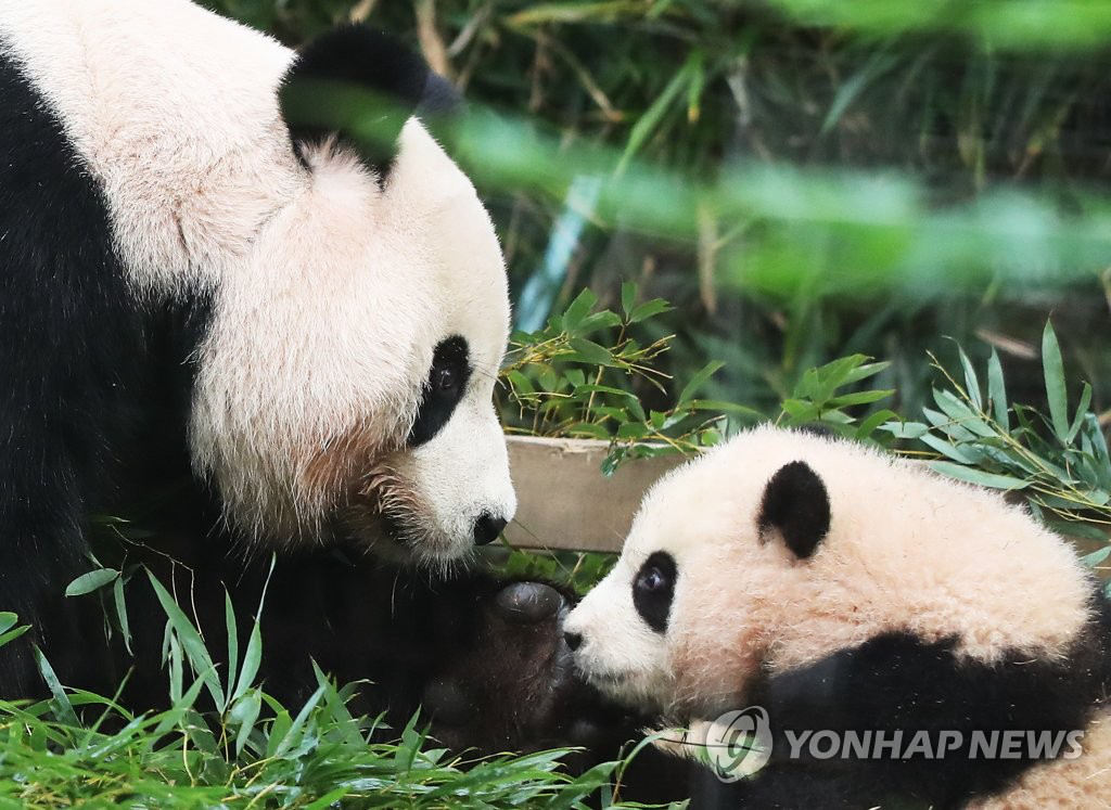 大熊貓媽媽“愛寶”與幼崽“福寶”正在玩耍。