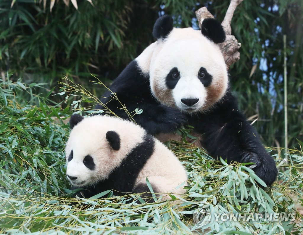 大熊貓媽媽“愛寶”與幼崽“福寶”正在玩耍。