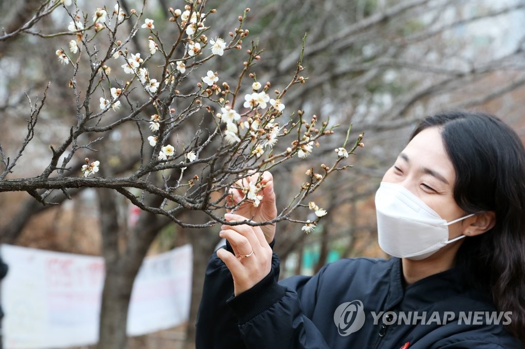 25日，隨著最近天氣逐漸回暖，在韓國慶尚北道浦項市政府大樓附近，一名市民正在賞梅花。