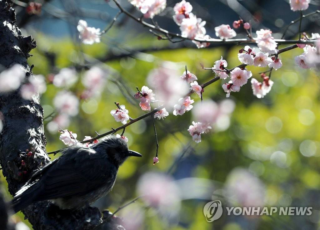 2月3日，在釜山市南區大淵洞樹木展示園內，一隻小鳥停留在梅花樹上覓食。